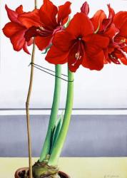 Red Amaryllis 2 (watercolour on paper) | Obraz na stenu