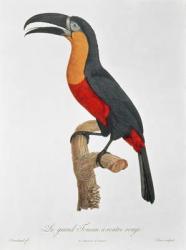 Toucan: Great Red-Bellied by Jacques Barraband | Obraz na stenu