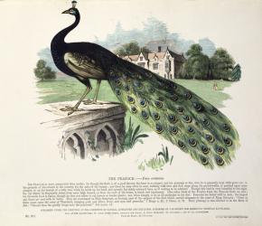 Peacock (Pavo Cristatus) (colour litho) | Obraz na stenu