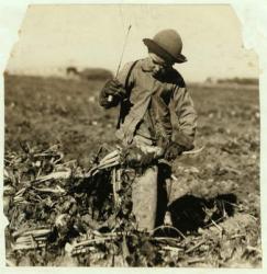 Alex Reiber aged 7 carries on topping sugar beets after 'hooking' his knee, near Sterling, Colorado, 1915 (b/w photo) | Obraz na stenu