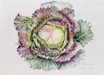 January King Cabbage (w/c) | Obraz na stenu