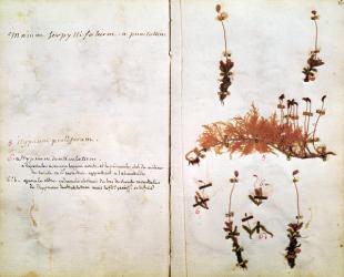 Page 15 from a Herbarium | Obraz na stenu