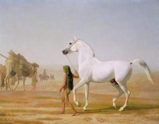 The Wellesley Grey Arabian led through the Desert, c.1810 (oil on canvas) | Obraz na stenu