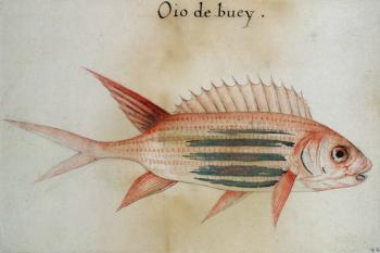 Squirrel fish or Soldier fish (w/c on paper) | Obraz na stenu