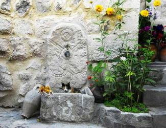Cat Sitting in Stone Fountain with flowers | Obraz na stenu