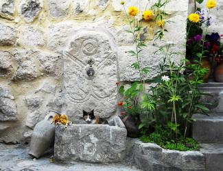 Cat Sitting in Stone Fountain with flowers | Obraz na stenu