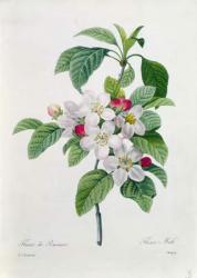Apple Blossom, from 'Les Choix des Plus Belles Fleurs', engraved by Chapuy (coloured engraving) | Obraz na stenu