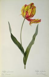 Tulipa gesneriana dracontia, from `Les Liliacees', 1816 (coloured engraving) | Obraz na stenu