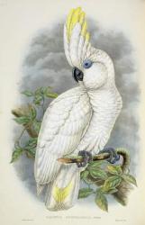 Blue-Eyed Cockatoo (colour litho) | Obraz na stenu