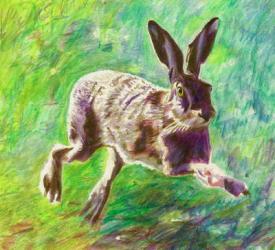 Joyful hare, 2011, (coloured pencil on paper) | Obraz na stenu