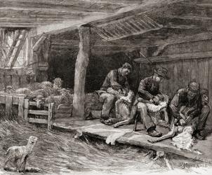 Sheep shearing in England in the 19th century, from 'The Century Illustrated Monthly Magazine', published 1884 (engraving) | Obraz na stenu