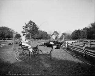 Oliver W., the famous trotting ostrich, at Florida Ostrich Farm, Jacksonville, 1903 (b/w photo) | Obraz na stenu