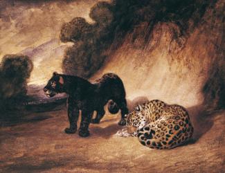 Two Jaguars from Peru (w/c on paper) | Obraz na stenu