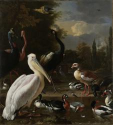 A Pelican and other Birds near a Pool, Known as ‘The Floating Feather’, c.1680 (oil on canvas) | Obraz na stenu