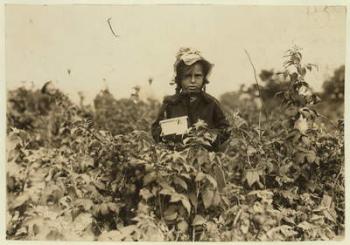 Annie Bissie picking berries in the fields near Baltimore, Maryland, 1909 (b/w photo) | Obraz na stenu