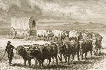 A Bullock Wagon Crossing the Great Plains between St. Louis and Denver, c.1870, from 'American Pictures', published by The Religious Tract Society, 1876 (engraving) | Obraz na stenu