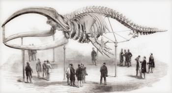 The skeleton of a whale seen in the Royal College of Surgeons in London, England in the mid 19th century. From L'Univers Illustre published 1866. | Obraz na stenu
