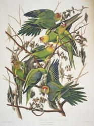 Carolina Parakeet, from 'Birds of America', 1829 (coloured engraving) | Obraz na stenu