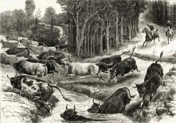 Driving Cattle in Australia, c.1880, from 'Australian Pictures' by Howard Willoughby, published by the Religious Tract Society, London, 1886 (litho) | Obraz na stenu