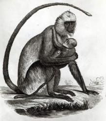 Brazilian Monkey (litho) (b/w photo) | Obraz na stenu