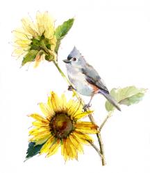 Titmouse with Sunflower, 2016, (watercolor) | Obraz na stenu