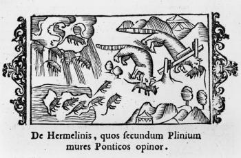 Migration of lemmings, from 'Historia de Gentibus Septentrionalibus' by Olaus Magnus (1490-1558) published in Rome, 1555 (woodcut) (b/w photo) | Obraz na stenu