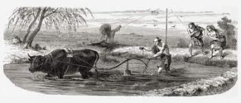 Worker using a water buffalo for the cultivation of rice in Japan in the 19th century. | Obraz na stenu