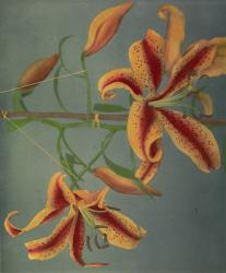 Lily, 1896 (hand-coloured collotype) | Obraz na stenu