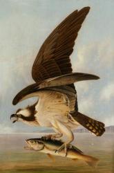Osprey and Weakfish, 1829 (oil on canvas on hardboard) | Obraz na stenu