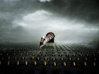 tulip thief 2, 2013, (Photo manipulation) | Obraz na stenu