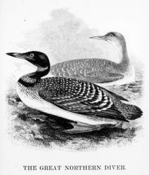 The Great Northern Diver, illustration from 'A History of British Birds' by William Yarrell, first published 1843 (woodcut) | Obraz na stenu
