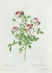 Rosa Pomponia, from 'Les Roses' by Claude Antoine Thory (1757-1827) engraved by Eustache Hyacinthe Langlois (1777-1837) 1817 (coloured engraving) | Obraz na stenu