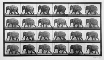 Elephant walking, plate 733 from 'Animal Locomotion', 1887 (b/w photo) | Obraz na stenu