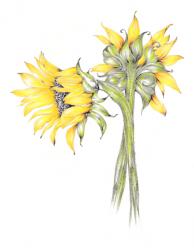 Sunflowers, Botanical Series, 2017, (coloured pencil) | Obraz na stenu