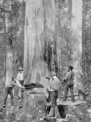 Felling a Blue-Gum Tree in Huon Forest, Tasmania, c.1900, from 'Under the Southern Cross - Glimpses of Australia', published in 1908 (b/w photo) | Obraz na stenu