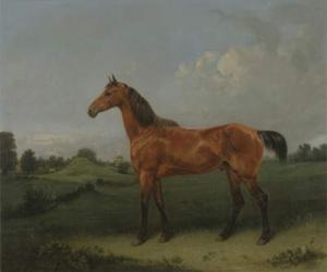 A Bay Horse in a Field (oil on canvas) | Obraz na stenu