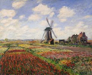 Tulip Fields with the Rijnsburg Windmill, 1886 (oil on canvas) | Obraz na stenu
