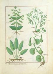 Ms Fr. Fv VI #1 fol.122r Euphorbia Lathyris, Beechwort, Mint and Fig, illustration from 'The Book of Simple Medicine' by Mattheaus Platearius (d.c.1161) c.1470 (vellum) | Obraz na stenu