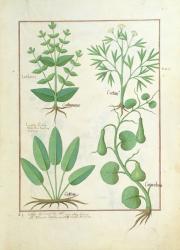 Ms Fr. Fv VI #1 fol.122r Euphorbia Lathyris, Beechwort, Mint and Fig, illustration from 'The Book of Simple Medicine' by Mattheaus Platearius (d.c.1161) c.1470 (vellum) | Obraz na stenu