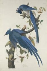 Columbia Jay, 1830 (hand-colored etching and aquatint on Whatman paper) | Obraz na stenu