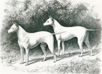 Mr. Vero Shaw's White English Terriers 'Sylvio' and 'Sylph' (litho) (b/w photo) | Obraz na stenu