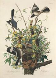 The Mocking Bird, 1827 (coloured engraving) | Obraz na stenu