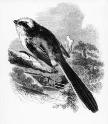 The Long-Tailed Tit, illustration from 'A History of British Birds' by William Yarrell, first published 1843 (woodcut) | Obraz na stenu