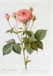 Rosa Gallica Granatus, from 'Les Roses', vol II, 1821 | Obraz na stenu