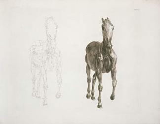 Tab. VIII, from 'The Anatomy of the Horse...' 1766 (engraving) | Obraz na stenu