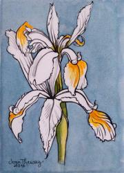 Two Irises,2001,pencil with water colour washes | Obraz na stenu