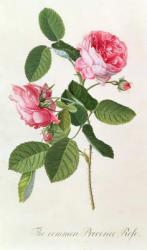 The Common Provence Rose | Obraz na stenu