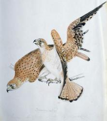Birds of Prey, 19th century | Obraz na stenu