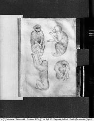 Monkeys, from The Vallardi Album (pen & ink on paper) (b/w photo) | Obraz na stenu