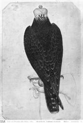 Hawk on hand, seen from behind, from the The Vallardi Album (pen & ink & w/c on paper) (b/w photo) | Obraz na stenu